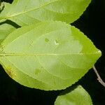 Colubrina triflora Frunză