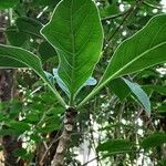 Pavetta gardeniifolia Leaf