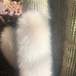 Cleistocactus hyalacanthus Liść
