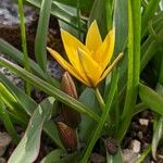 Tulipa tarda Květ