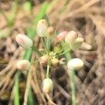 Allium ericetorum പുഷ്പം