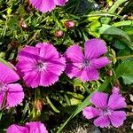 Dianthus glacialis Flower