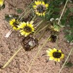 Calendula tripterocarpa Fruto