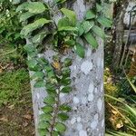 Pothos scandens Leaf