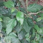 Hibiscus schizopetalus Leaf