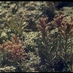 Castilleja nana Habitus