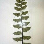 Asplenium marinum Leaf