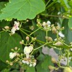 Catalpa ovata പുഷ്പം