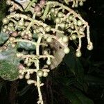 Ardisia fimbrillifera Other