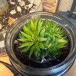 Haworthia angustifolia Foglia