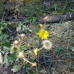 Hieracium amplexicaule Leht
