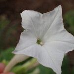 Nicotiana sylvestris Blomst