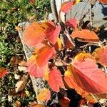 Fothergilla gardenii Lehti