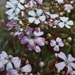 Gypsophila repens Λουλούδι