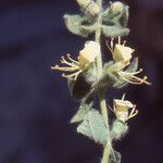 Teucrium resupinatum Квітка