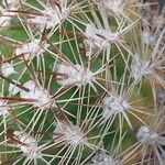 Rebutia neocumingii 葉