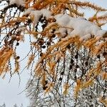Larix sibirica Blatt