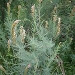 Myricaria germanica Flower