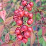 Nandina domesticaПлод