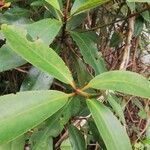 Rhizophora racemosa Лист