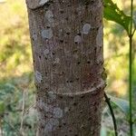 Cecropia pachystachya 樹皮