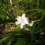 Iris japonica Bloem