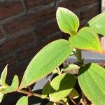 Tibouchina urvilleana Hoja