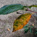 Prunus × lannesiana