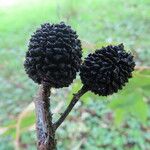 Guazuma ulmifolia Fruit