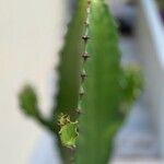 Euphorbia abyssinica Blad