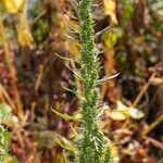 Artemisia biennis Hábitos