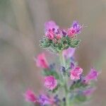 Echium italicumFlower