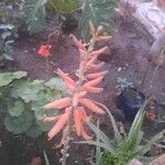 Aloe arborescens Owoc