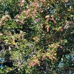 Erythrina fusca Çiçek