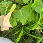 Datura discolor Leaf