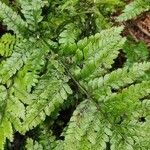 Dryopteris aemula Blad