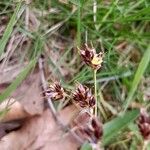 Luzula campestris Flower