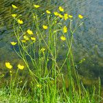 Ranunculus flammula Libunga