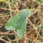 Convolvulus sagittatus Leaf