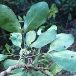 Archidendropsis glandulosa