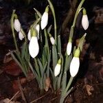 Galanthus nivalisBlomst