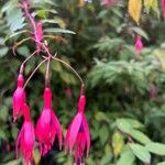 Fuchsia magellanicaFlor