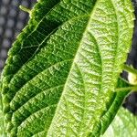 Lantana camara Leaf