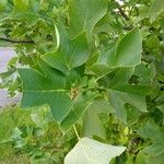 Liriodendron chinense Folha