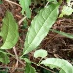 Gnetum africanum Leaf