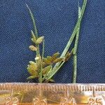 Cyperus flavescens Beste bat