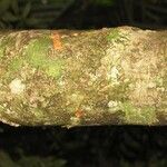 Pradosia ptychandra Bark