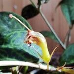 Aeschynanthus longicaulis Flower