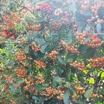 Pyracantha angustifolia Ffrwyth