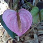 Anthurium andraeanum Flower